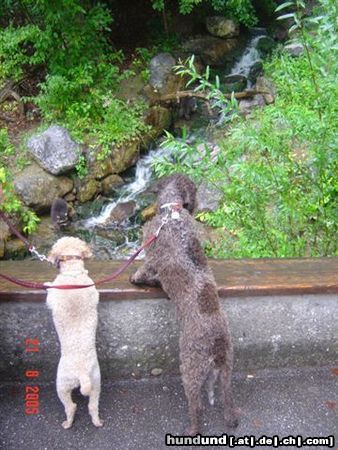 Lagotto Romagnolo Hunde Foto 24914 in höherer Auflösung ansehen Lagotto Romagnolo wo sind die Waschbären