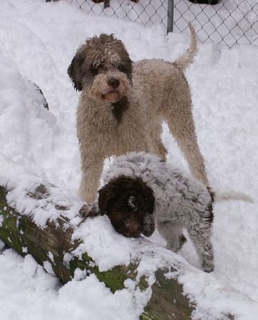 Lagotto Romagnolo Hunde Foto 30848 Lagotto Romagnolo Romea Emilia und Tessa Emilia
