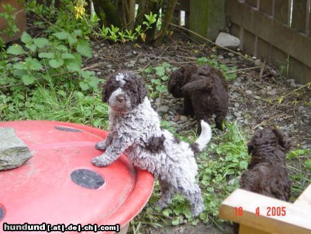 Lagotto Romagnolo Hunde Foto 21099 in höherer Auflösung ansehen Lagotto Romagnolo