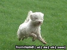 Lagotto Romagnolo Hunde Foto 20794 Lagotto Romagnolo Alessa von der Schnüffelnase