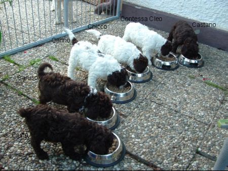 Lagotto Romagnolo Hunde Foto 33006 Lagotto Romagnolo Lagotto Romagnolo Zucht v.d.Schnüffelnase