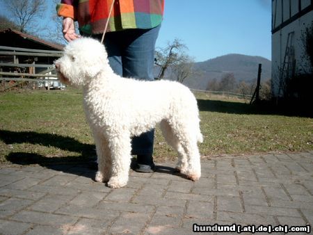 Lagotto Romagnolo Hunde Foto 21864 Lagotto Romagnolo