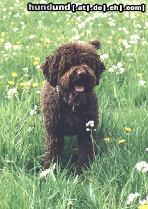 Lagotto Romagnolo Hunde Foto 3413 Lagotto Romagnolo Aysha v.Richcastle