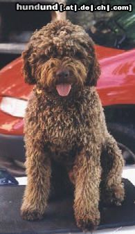 Lagotto Romagnolo Hunde Foto 3409 Lagotto Romagnolo Balu v. Richcastle