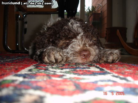Lagotto Romagnolo Hunde Foto 24927 in höherer Auflösung ansehen Lagotto Romagnolo müde von der langen Reise