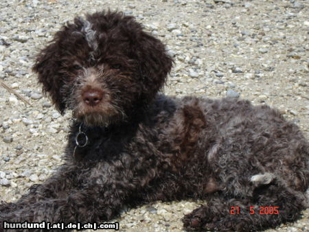 Lagotto Romagnolo Hunde Foto 24928 in höherer Auflösung ansehen Lagotto Romagnolo Eny amici per sempre sünnele