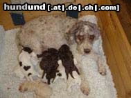 Lagotto Romagnolo Hunde Foto 11665 Lagotto Romagnolo Punta mit Welpen vom 19. Mai 2004