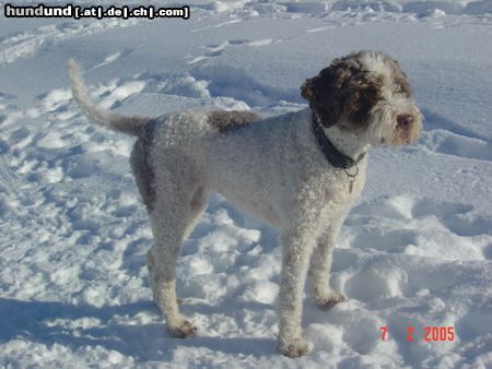 Lagotto Romagnolo Hunde Foto 19316 in höherer Auflösung ansehen Lagotto Romagnolo Tosca