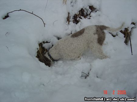 Lagotto Romagnolo Hunde Foto 19317 in höherer Auflösung ansehen Lagotto Romagnolo Tosca