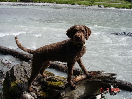 Lagotto Romagnolo Hunde Foto 32632 in höherer Auflösung ansehen Lagotto Romagnolo Eny amici per sempre Gasterental