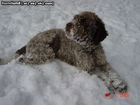 Lagotto Romagnolo Hunde Foto 19303 in höherer Auflösung ansehen Lagotto Romagnolo