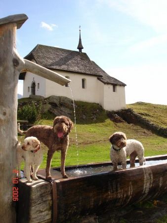 Lagotto Romagnolo Hunde Foto 35652 in höherer Auflösung ansehen Lagotto Romagnolo Lara,Eny,Stella, Bettmeralp