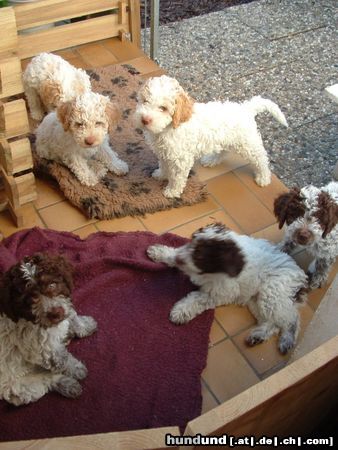 Lagotto Romagnolo Hunde Foto 24098 in höherer Auflösung ansehen Lagotto Romagnolo Zucht