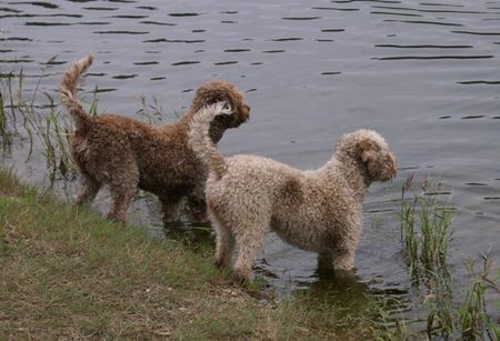 Lagotto Romagnolo Mutter und Tochter, Tatina Emilia of Golen Comfort