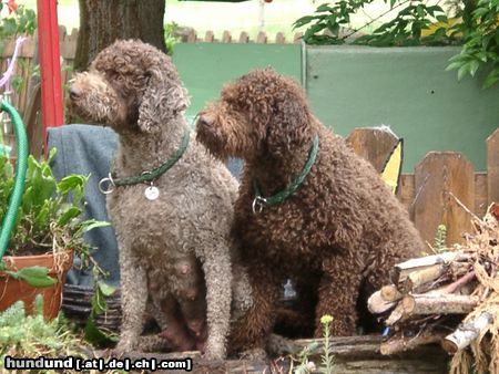 Lagotto Romagnolo Hunde Foto 3408 Lagotto Romagnolo Aysha v. Richcastle und Eyra del Amore a prima Vista