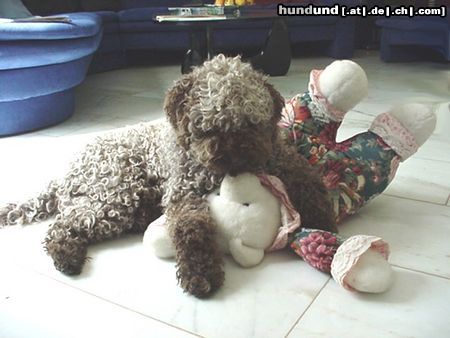 Lagotto Romagnolo Hunde Foto 4665 Lagotto Romagnolo Zaira mit Teddy
