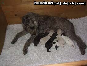 Lagotto Romagnolo Hunde Foto 3586 Lagotto Romagnolo Lilla da Tartòfla mit ihren 1 Tag alten Welpen, geb. 8. Mai 03