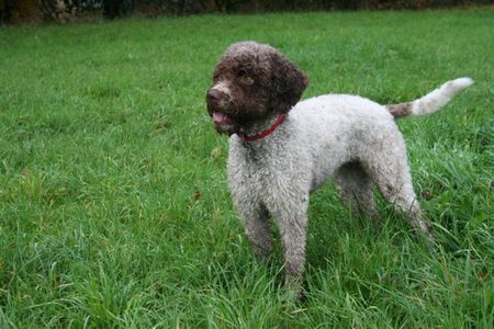 Lagotto Romagnolo Stella