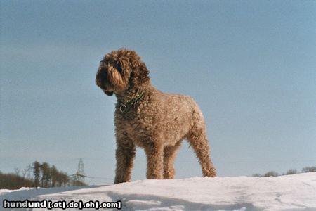Lagotto Romagnolo Hunde Foto 19331 in höherer Auflösung ansehen Lagotto Romagnolo Grimo v. Richcastle