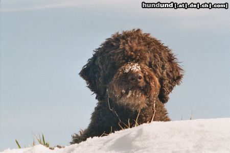 Lagotto Romagnolo Hunde Foto 19333 in höherer Auflösung ansehen Lagotto Romagnolo Aysha v. Richcastle, bald 10 Jahre alt und noch immer voll fit