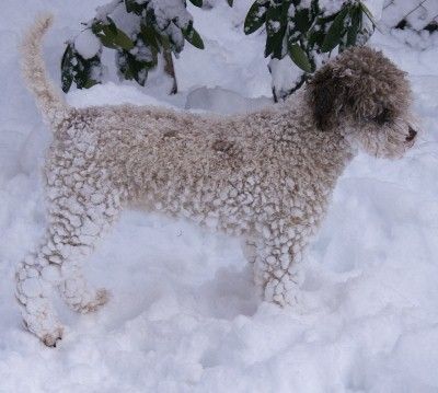 Lagotto Romagnolo Hunde Foto 30849 in höherer Auflösung ansehen Lagotto Romagnolo Romea Emilia of Golden Comfort im Schnee.