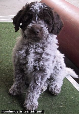 Lagotto Romagnolo Hunde Foto 3328 Lagotto Romagnolo Kiara Emilia of Golden Comfort mit 10 Wochen.