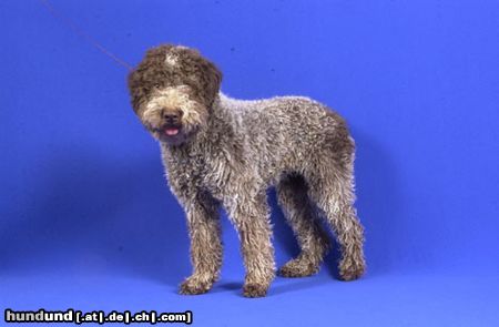 Lagotto Romagnolo Hunde Foto 21595 Lagotto Romagnolo Dibah von der Pulvermacherei
