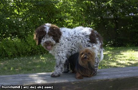Lagotto Romagnolo Hunde Foto 21594 Lagotto Romagnolo Dibah von der Pulvermacherei & Yorki
