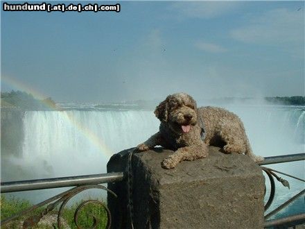 Lagotto Romagnolo Hunde Foto 25538 in höherer Auflösung ansehen Lagotto Romagnolo Der Weltenbummler: Mistral