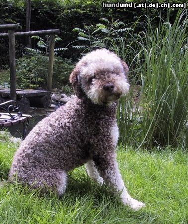Lagotto Romagnolo Hunde Foto 4231 Lagotto Romagnolo Cry Out Cagliostro Zuchtrüde in der seltenen Farbe Marrone focato(Tan)
