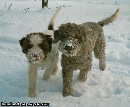 Lagotto Romagnolo Hunde Foto 19322 Lagotto Romagnolo Nöggi und Alisha