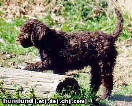 Lagotto Romagnolo Hunde Foto 3322 Lagotto Romagnolo Noch ein Welpe *Sergio Emilio of Golden Comfort*. Farbe: Marrone