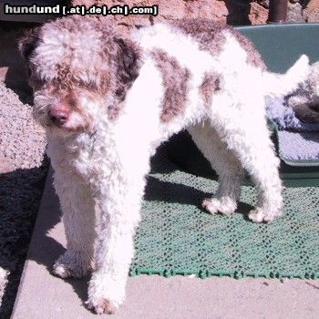 Lagotto Romagnolo Hunde Foto 3320 Lagotto Romagnolo Silas Emilio of Golden Comfort. Zuchtrüde in der Farbe Bianco-marrone-focato(weiss-braun-tan).