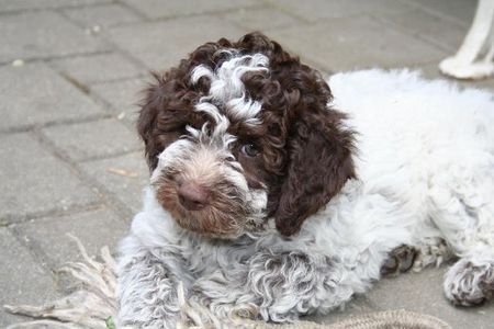 Lagotto Romagnolo Hunde Foto 32633 in höherer Auflösung ansehen Lagotto Romagnolo 9 Wochen junge Sina campo del Lago