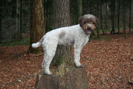 Lagotto Romagnolo Stella