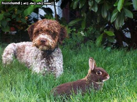 Lagotto Romagnolo Hunde Foto 19320 in höherer Auflösung ansehen Lagotto Romagnolo Stella mit Häschen