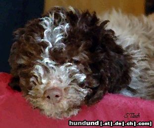 Lagotto Romagnolo Hunde Foto 3327 Lagotto Romagnolo Unser neuer Rüde Cry out Valentino. Roano Marrone.