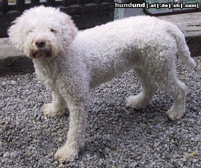Lagotto Romagnolo Hunde Foto 3317 Lagotto Romagnolo Lagotto Hündin *Estella del Monte della Dea* von Fam. Tlach aus der Schweiz.