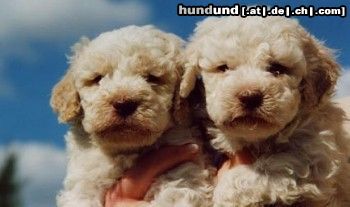 Lagotto Romagnolo Hunde Foto 3326 Lagotto Romagnolo Ercole und Estella als Welpen von Familie Tlach-Egger aus der Schweiz. Farbe: Bianco-Arangio