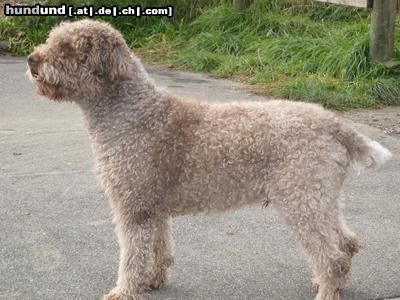 Lagotto Romagnolo Hunde Foto 7163 Lagotto Romagnolo Lagotto Gino vom Richcastle