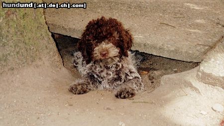 Lagotto Romagnolo Hunde Foto 3414 Lagotto Romagnolo Amici per Sempre Welpe