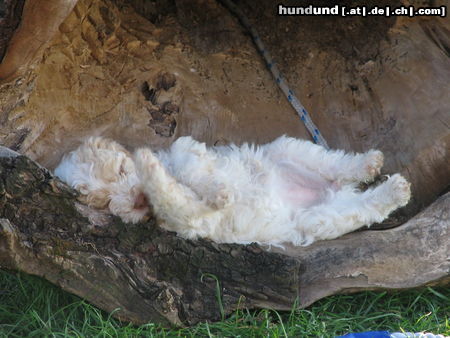 Lagotto Romagnolo Hunde Foto 24445 Lagotto Romagnolo Avita del Vivaio beim Mittagsschläfchen