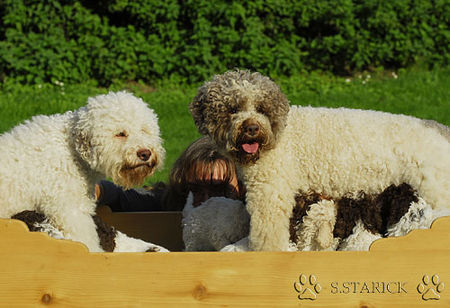 Lagotto Romagnolo Hunde Foto 34733 in höherer Auflösung ansehen Lagotto Romagnolo Lagotti aus dem Zwinger Comes Cordis