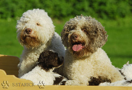 Lagotto Romagnolo Hunde Foto 34734 in höherer Auflösung ansehen Lagotto Romagnolo Lagotti aus dem Zwinger Comes Cordis