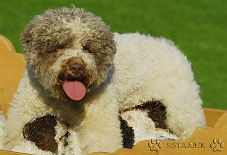 Lagotto Romagnolo Hunde Foto 34737 in höherer Auflösung ansehen Lagotto Romagnolo Lagotti aus dem Zwinger Comes Cordis