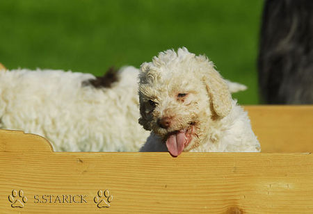 Lagotto Romagnolo Hunde Foto 34738 in höherer Auflösung ansehen Lagotto Romagnolo Lagotti aus dem Zwinger Comes Cordis