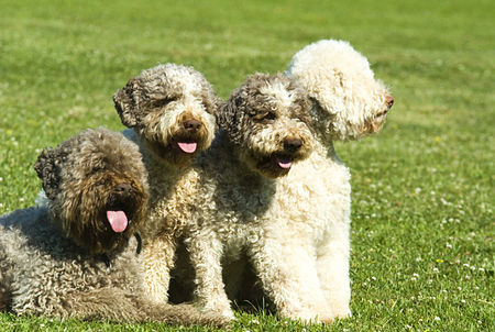 Lagotto Romagnolo Hunde Foto 34170 in höherer Auflösung ansehen Lagotto Romagnolo Lagotti aus dem Zwinger Comes cordes