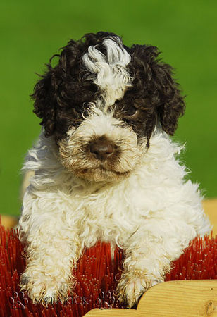Lagotto Romagnolo Hunde Foto 34740 in höherer Auflösung ansehen Lagotto Romagnolo Lagotti aus dem Zwinger Comes Cordis