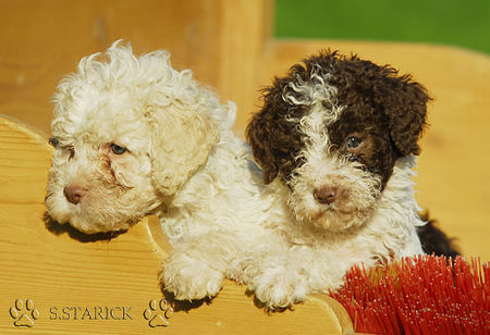 Lagotto Romagnolo Hunde Foto 34743 in höherer Auflösung ansehen Lagotto Romagnolo Lagotti aus dem Zwinger Comes Cordis