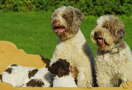 Lagotto Romagnolo Hunde Foto 34745 in höherer Auflösung ansehen Lagotto Romagnolo Lagotti aus dem Zwinger Comes Cordis